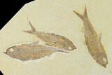 Plate With Three Knightia Fossil Fish - Wyoming #137980-1